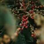Ripe red coffee cherries on the branch