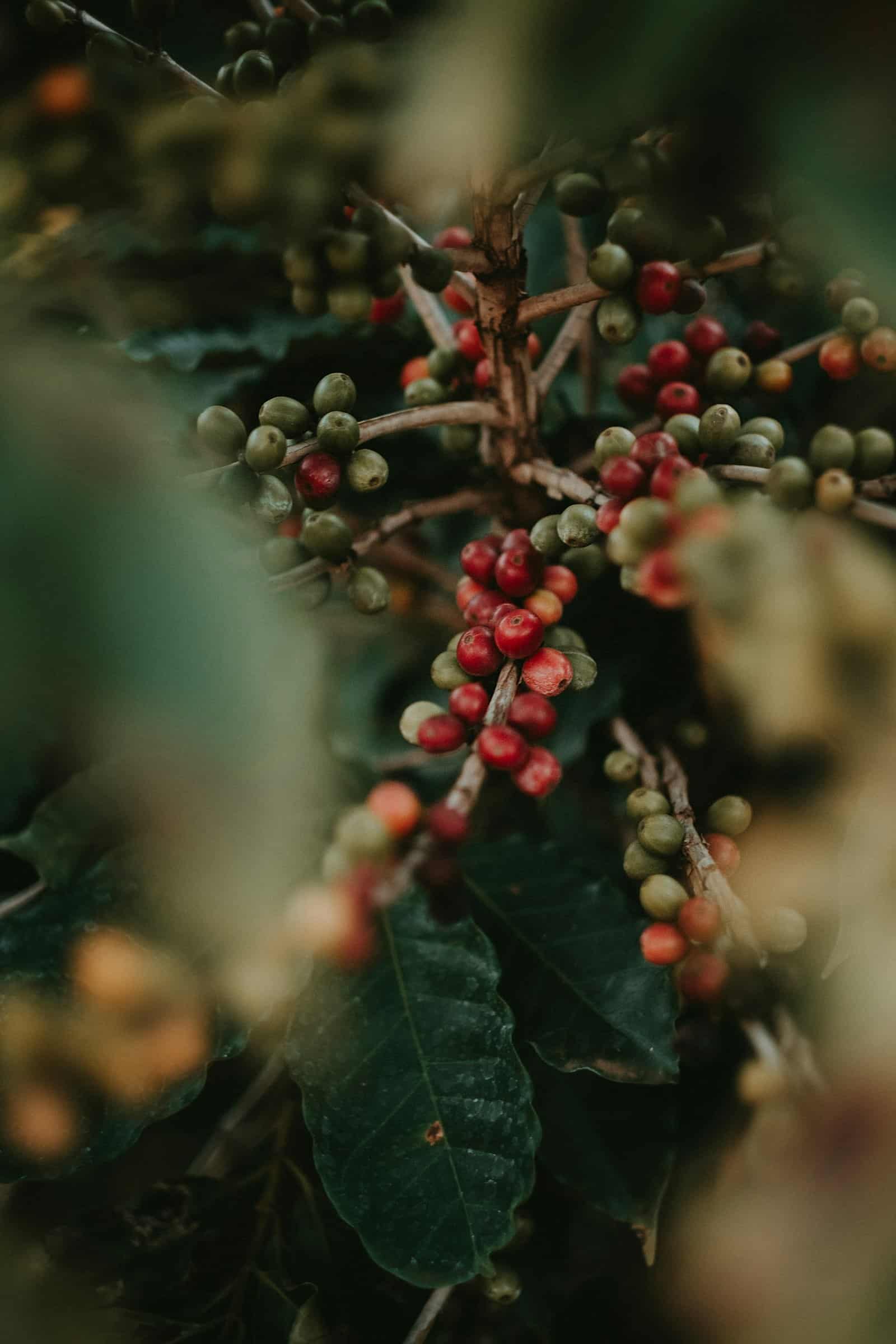 Ripe red coffee cherries on the branch
