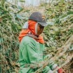 A farm worker among rows of coffee plants