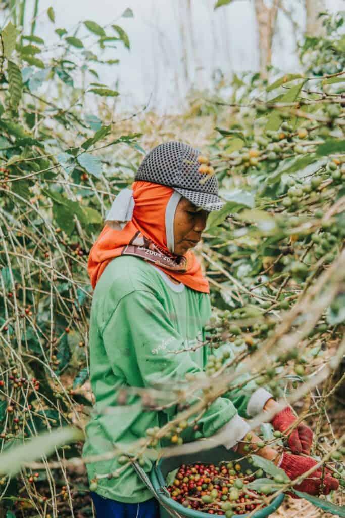A farm worker among rows of coffee plants