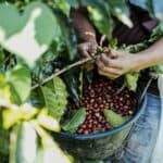 A picker harvesting ripe coffee cherries by hand