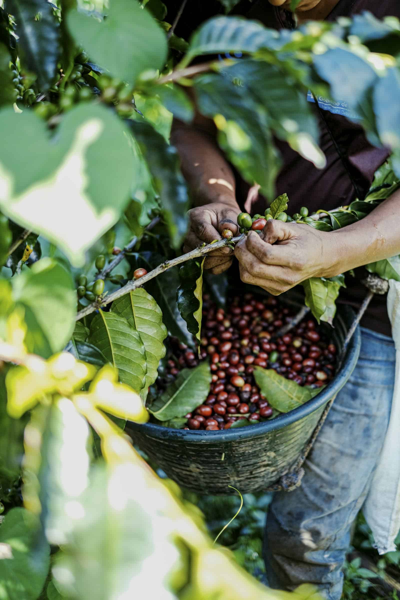 A picker harvesting ripe coffee cherries by hand